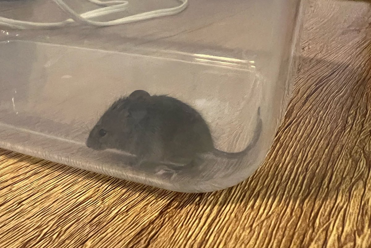 _Yesternow_'s tweet photo. Caught this little guy tonight before my cats could. Then released it outside https://t.co/QVPtHW81kR