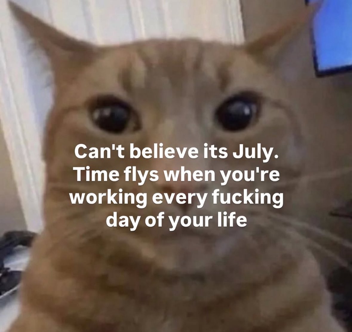 literallymecats's tweet photo. https://t.co/owl18nhGDj