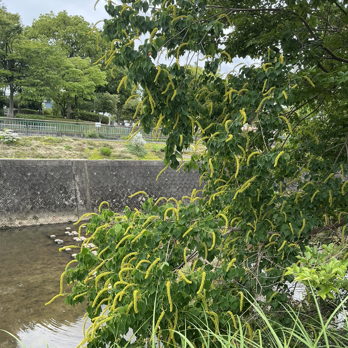 teraokaikei's tweet photo. 扇川沿いに育成する樹木
にょろにょろとお花が付いていて気になる木
調べてみたら、ナンキンハゼだそうで
名前は聞いたことがあります！

こういう穂のような形で咲く花を
花穂（かすい）というそうです
穂のスイという読み方を初めて知った昼下がり
すっきりした気分で、お仕事に戻りまっす！ https://t.co/OlxKzc9Phf