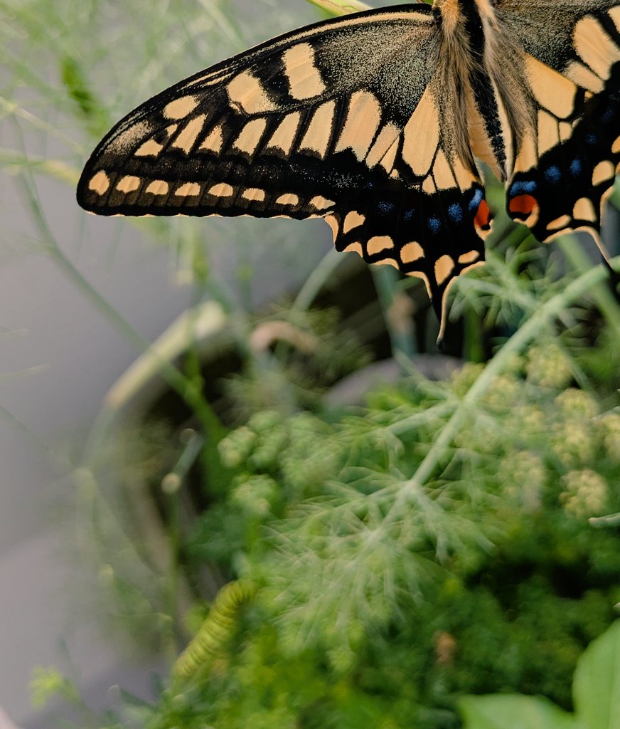 MASA95658229's tweet photo. キアゲハ🦋　見えますか？左下には🐛😊 https://t.co/VDAxzMUWm2