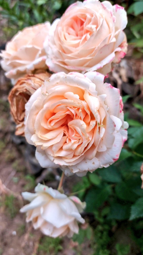 purpura114jat's tweet photo. El tiempo es breve, aprovéchalo. La vida es única, disfrútala. 

#BuenosDías 🌍
#FelizMiércoles ☀️
📷 🌹 🧡 https://t.co/c8eikUkasP