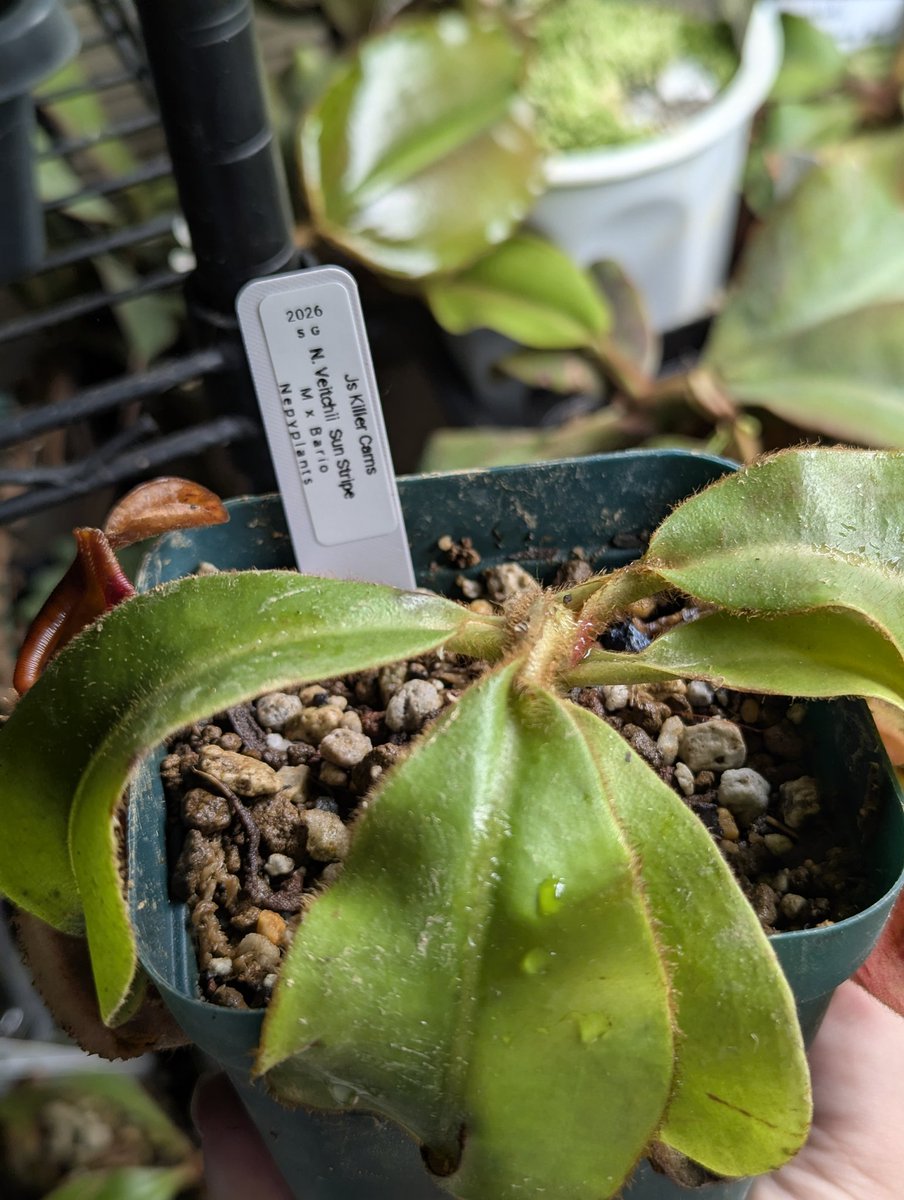 WiseExotics's tweet photo. Fresh in from the EU 
MX Bario Sun Stripe from Nepyplants 
Via Js killer Carns https://t.co/c1fXUYyr5A