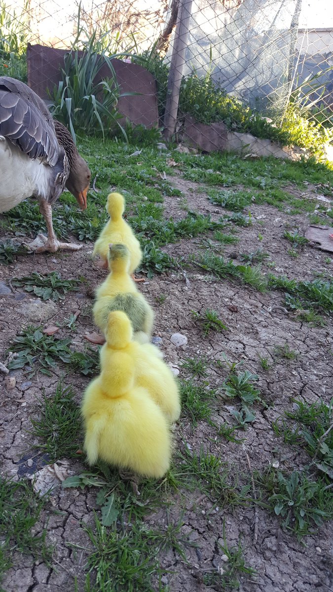 YS13401340's tweet photo. Günaydın   🌼🌱

#Çarşamba https://t.co/92HOCRmBJU