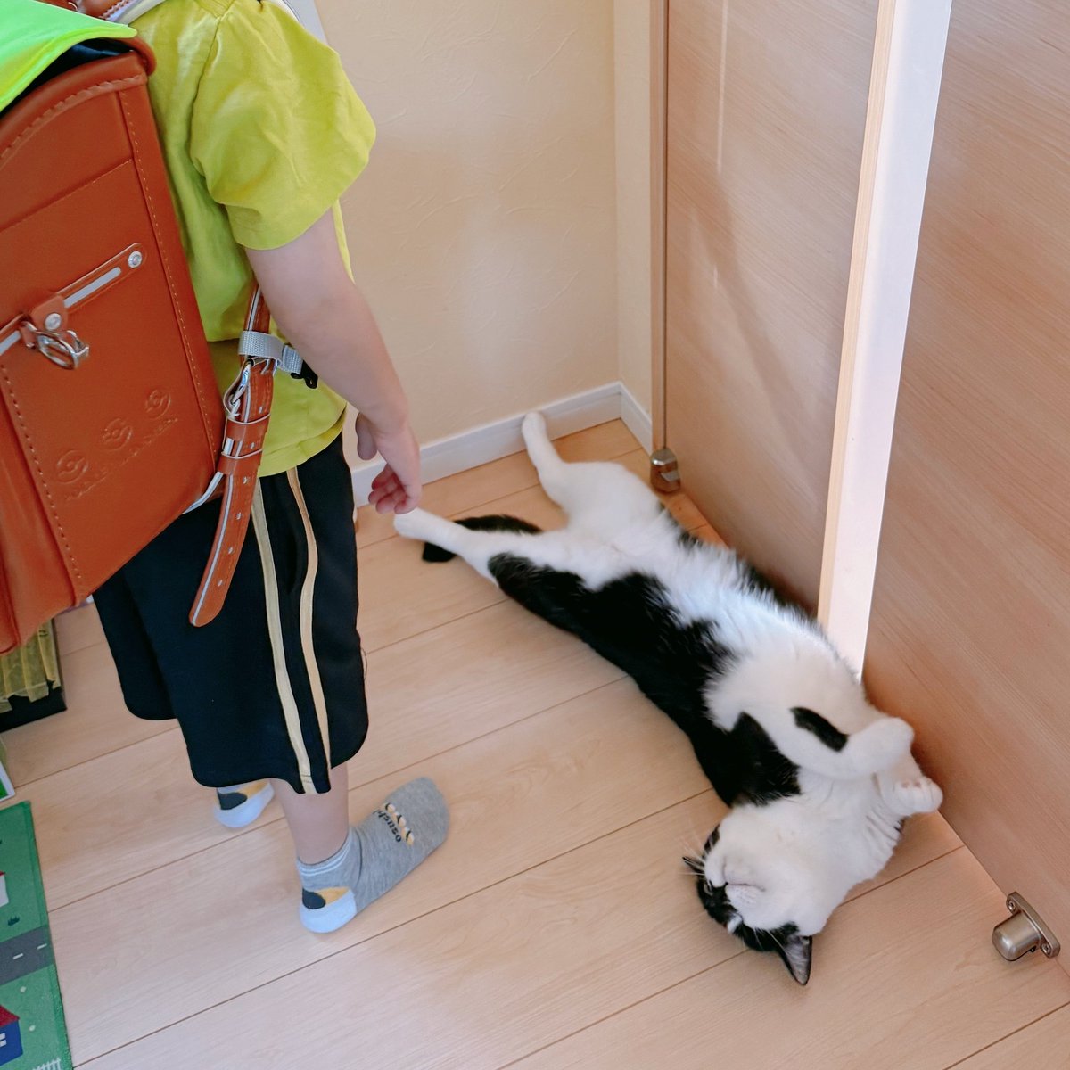 KurobeeAkitora's tweet photo. 🐱＜ぜったいに！お出かけしちゃだめ！ https://t.co/VJXs6LVv7c