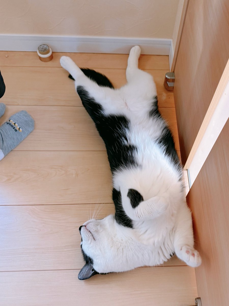 KurobeeAkitora's tweet photo. 🐱＜ぜったいに！お出かけしちゃだめ！ https://t.co/VJXs6LVv7c