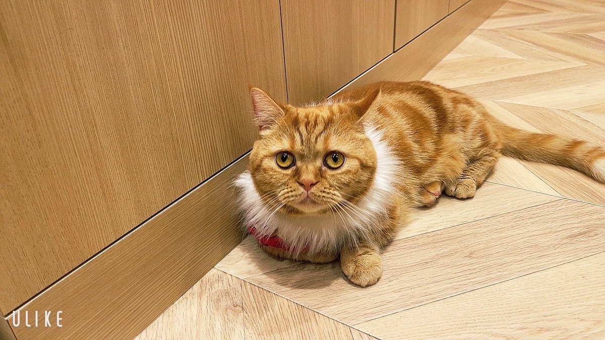 yuki_7286's tweet photo. 猫っ子いっぱい作ってたら
猫カフェに行きたくなりました(？)
ショッピングモールの中に
猫カフェ入ってるのたすかる～(   ¯꒳¯ )♡
お買い物ついでふらっと寄れちゃう🐈🛍.｡o
いらっしゃいませしてる猫ちゃん
可愛すぎたぁぁぁぁ((꜆꜄ ˙꒳˙)꜆꜄ﾆｬﾆｬﾆｬﾆｬﾆｬ https://t.co/EjTLwpLvAk