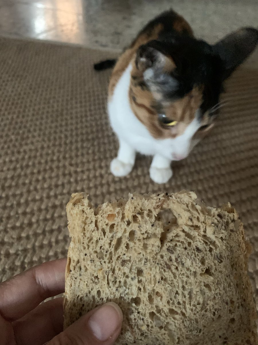 MrsLalupa's tweet photo. 1)Dejo el pan en la tostadora y cuando vuelvo, un fenómeno extraño ha acontecido, porque lo encuentro irregular. 

2)El fenómeno extraño haciéndose la inocente: https://t.co/ULxc1KqBU2