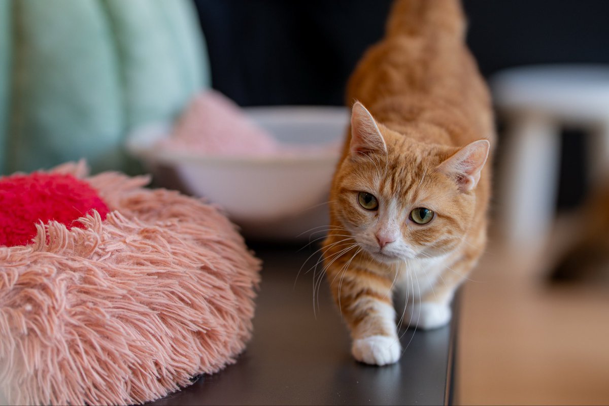mugi_sony's tweet photo. #cat #猫 https://t.co/Quqpb1B3VI