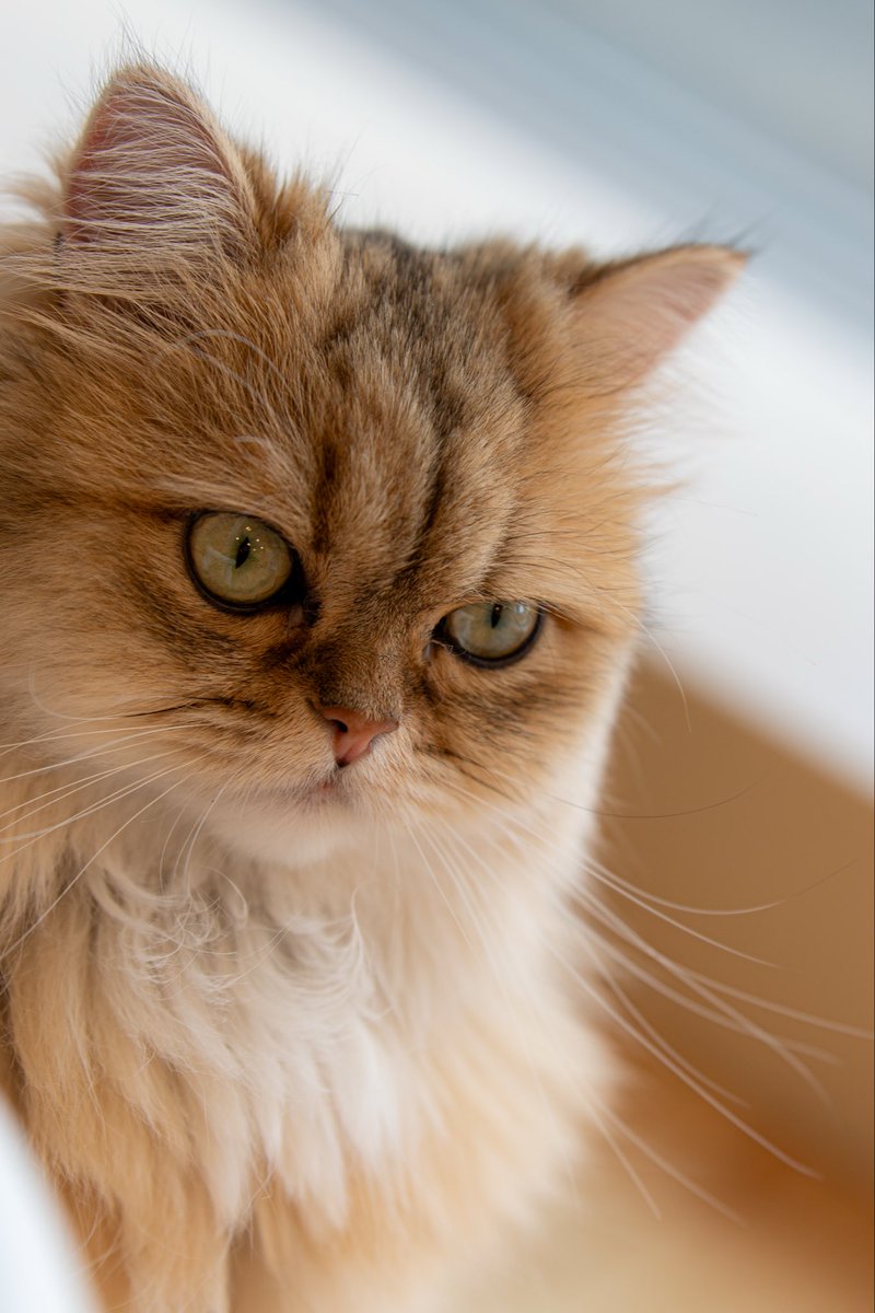 mugi_sony's tweet photo. #cat #猫 https://t.co/Quqpb1B3VI