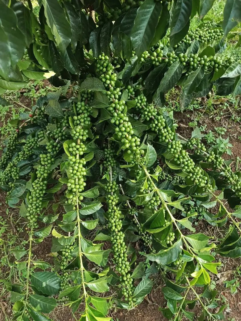 ByarugabaRemi's tweet photo. What Beautiful thing have you seen since morning 
Me:👇

Lets meet in the comment section share what you have seen  since mornimg that made you happy! https://t.co/6fQ95WIjjI
