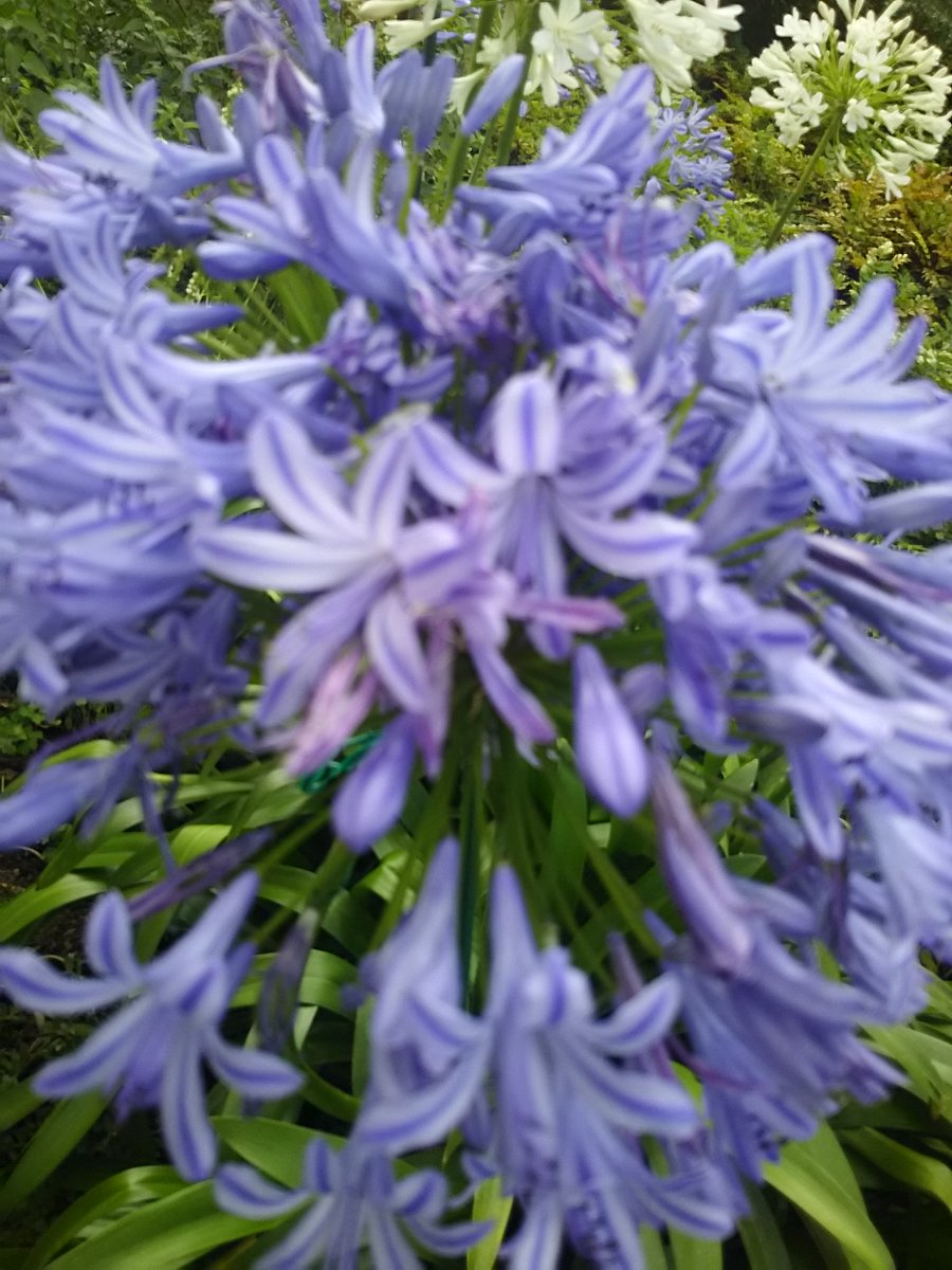 editor_yuri's tweet photo. こんにちわ★7月二なりましたね★花公園に行くとアジサイ、アルカンザス。アメリカン扶養。ゆりと様々な花が咲いています★これから暑さに負けず健康に気をつけて元気二過ごせますように♪★～★ https://t.co/IwWmVPVFGr
