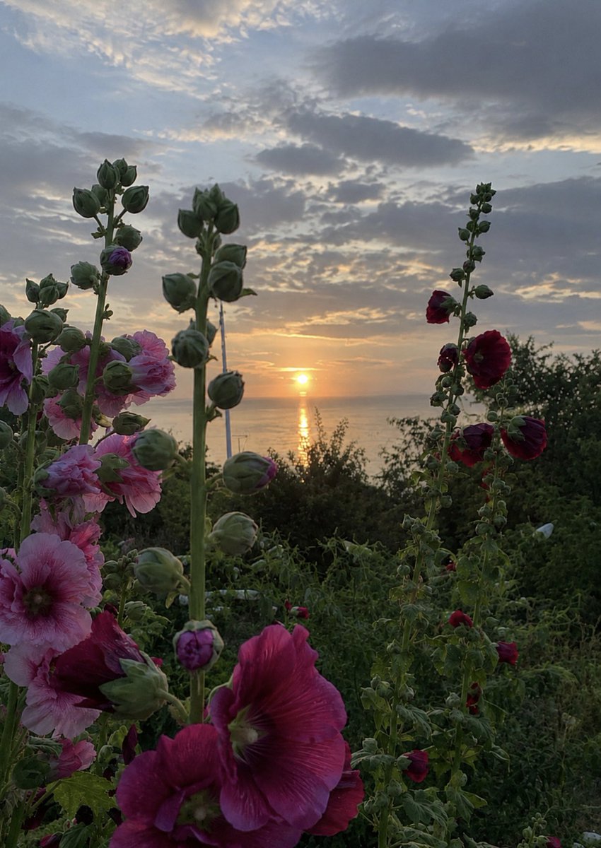 tulipt712's tweet photo. أشتري صباحي من بائعٍ لا يسأل كثيرًا
وأعود محمّلة بما يشبه الحياة

#توليب 
#تصويري📸 https://t.co/YCLTpnZAWX