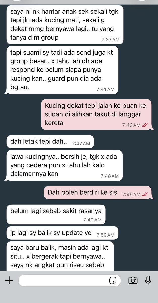 malingdo's tweet photo. harini AL ingat nak cuci mata di ecoshop. Terbuka group rumah ternampak sis ni update kucing kena langgar. Lepas setel baby ke school, i knew if i didnt take any action no one will. Help rt pls @yemmeow @frdsh_  @tattyhassan https://t.co/RCO9nQDhlt