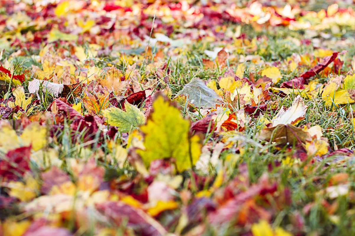 vip4ak's tweet photo. [Sunny autumn breeze, warm coffee in hand  Perfect crisp fall day for a walk!]， https://t.co/as82ruEGox
