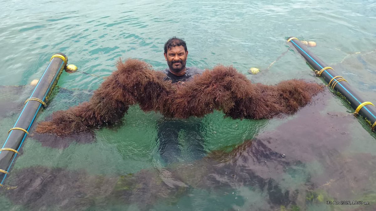 MoesNiot's tweet photo. Testing and demonstration of continuous pilot-scale mass cultivation of the indigenous seaweed Gracilaria edulis using the tube-net method in the deep waters of Chidiyatapu, South Andaman, recorded a remarkable 6.67-fold increase in biomass during the period from May to June 2026. This substantial enhancement in biomass demonstrates the species' potential for economically viable commercial-scale cultivation. NIOT is in the process of development of end-to-end post-harvest processing technologies to facilitate the establishment of a sustainable seaweed-based industry in the Andaman Islands, thereby supporting value addition, livelihood generation, and the blue economy.

#NIOT #MoES #SeaweedCultivation #BlueEconomy #MarineBiotechnology #OceanTechnology #SustainableOceans #CoastalLivelihoods #MarineResearch #ClimateResilience #ScienceForSociety #SustainableDevelopment #AtmanirbharBharat