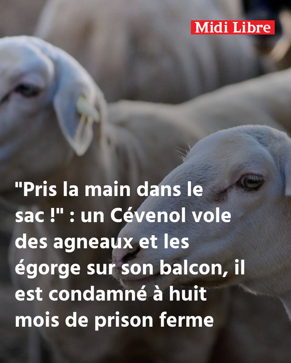 Midilibre's tweet photo. "Pris la main dans le sac !" : un Cévenol vole des agneaux et les égorge sur son balcon, il est condamné à huit mois de prison ferme
➡️ https://t.co/SfI2ayUoGK https://t.co/shfmOY3VHh