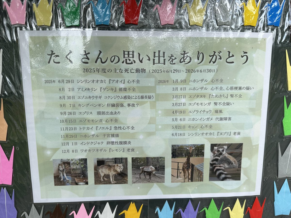 kenokenorui's tweet photo. #あさひ
10:55出勤🦒
(ピッチ 1:40)

去年8/2にゲンキが
亡くなりましたが
ゲンキの寝室を覗いて
出てきました

そしてこちらの方へ
来てくれました

ハルニレも好んで
食べるそうです
#旭山動物園
#59回開園記念日 
#アミメキリン https://t.co/ag4f0c6g12