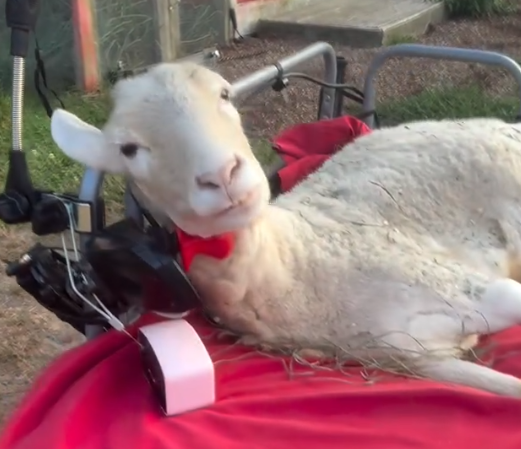 turqq0's tweet photo. Think i just found an insane animal runner

Theres a disabled sheep thats going insanely viral on Instagram right now named Kiki

her owner built her a fully functional robot that helps her move everywhere she needs to go

And pump just added the charity for Kiki's nonprofit that helps endangered animals

all fees go to Don't Forget Us PET US a non profit sanctuary.

https://t.co/gQlYuQU5L9