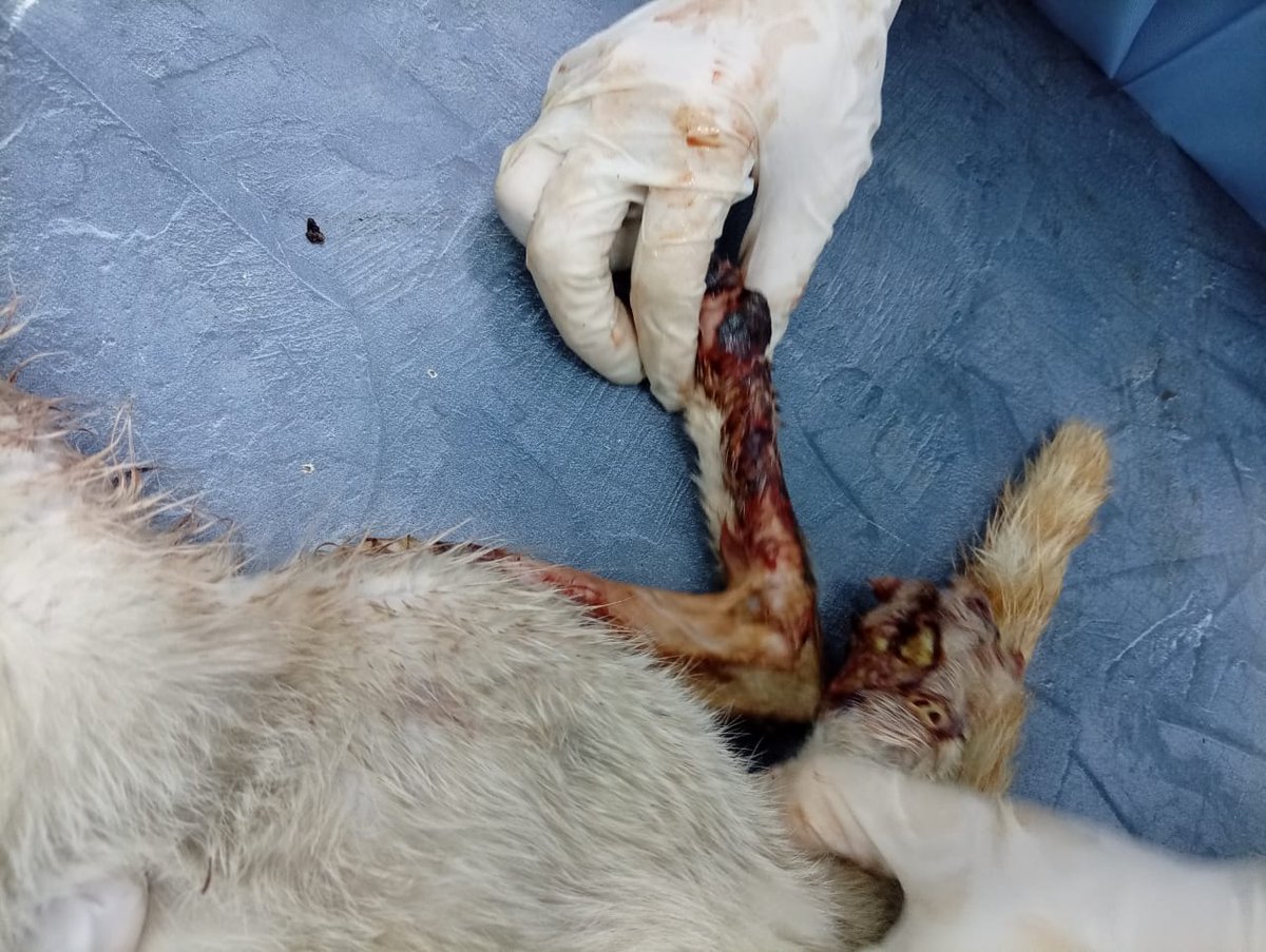 cats_rehome's tweet photo. Update: Doktor baru cek keadaan anak ni.. banyak luka kt kaki n berulat 

Semoga ada rezeki anak ni utk dapatkan rawatan n kembali sihat.. https://t.co/NDpdlFk4in
