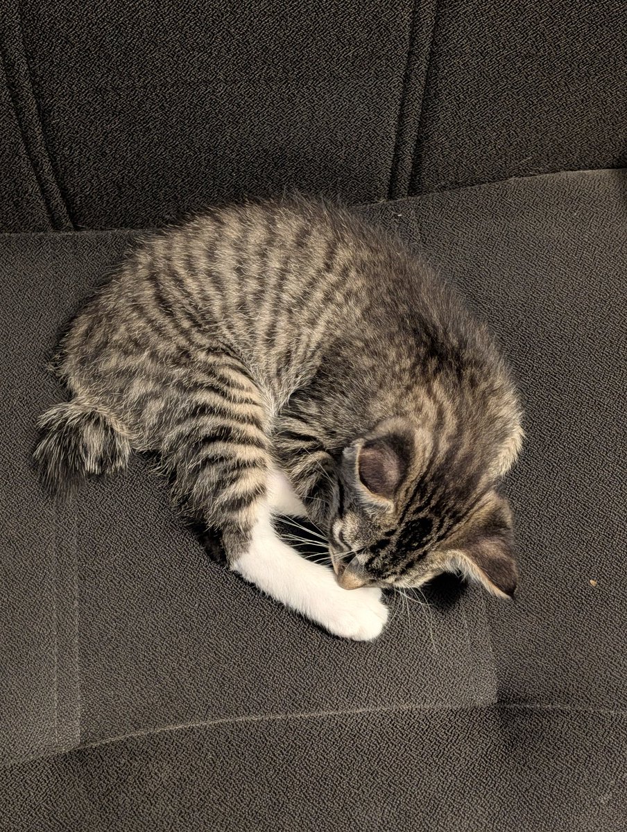 SondraCrossing's tweet photo. I was trying to take pictures of him being all cute and sleepy. Then he noticed me and was like MEOW https://t.co/8ocFadoSbq
