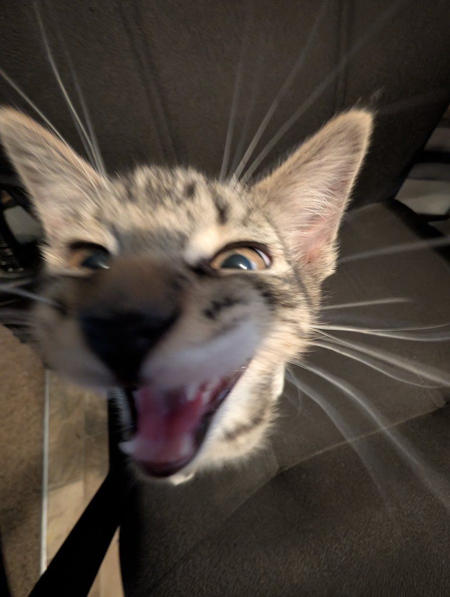 SondraCrossing's tweet photo. I was trying to take pictures of him being all cute and sleepy. Then he noticed me and was like MEOW https://t.co/8ocFadoSbq