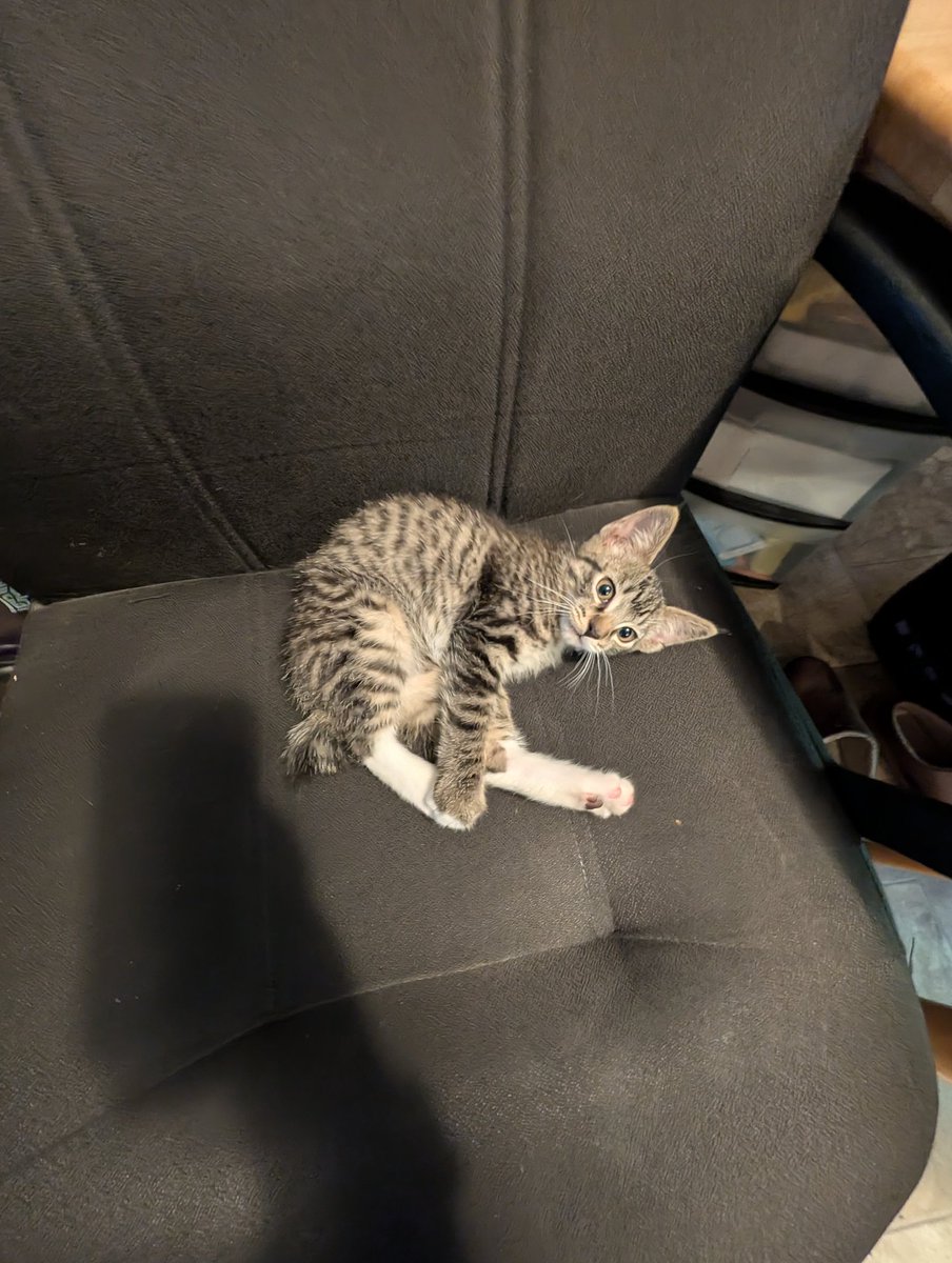 SondraCrossing's tweet photo. I was trying to take pictures of him being all cute and sleepy. Then he noticed me and was like MEOW https://t.co/8ocFadoSbq