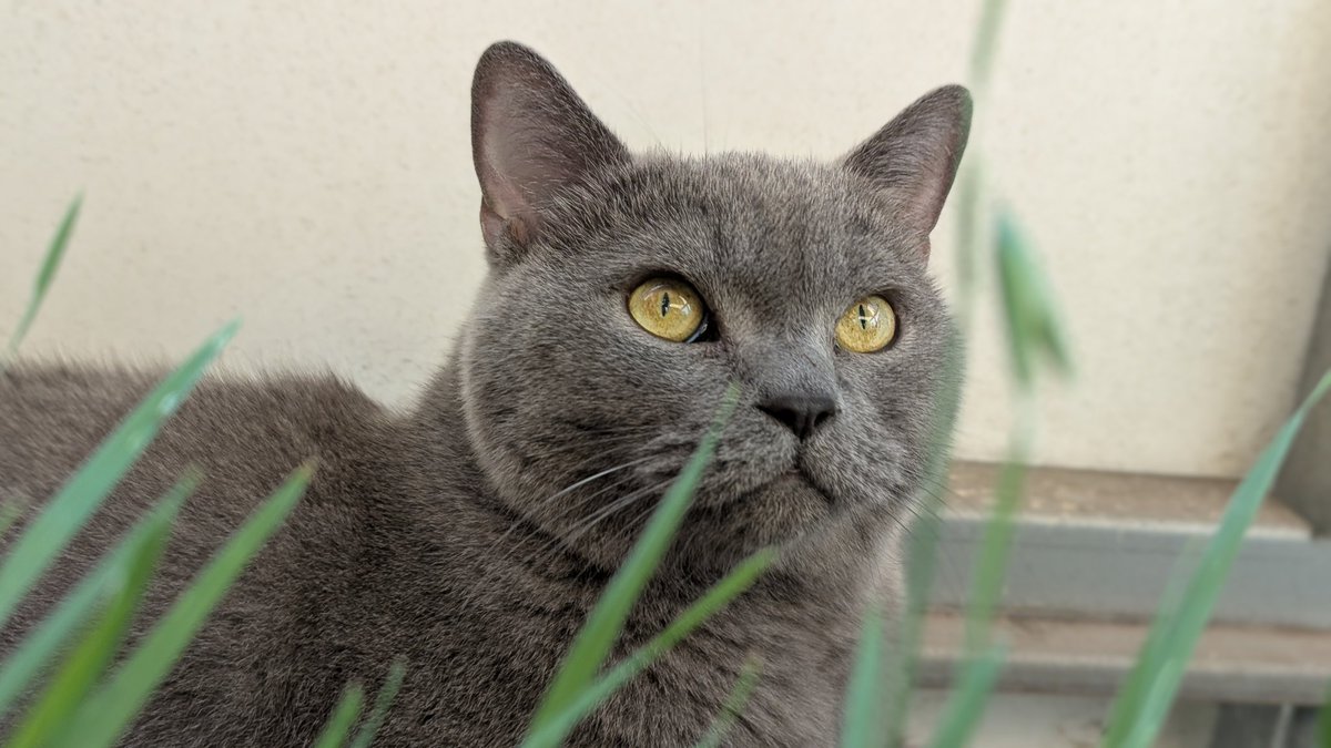 chris_heilinger's tweet photo. "It's so warm today, and I'm trying to hide in the grass...but who knows, it might get cooler soon, or even warmer again!" 😹☀️🌡️🐾🐈‍⬛😺

Wishing you all a wonderful Wednesday X friends! 😊☕😺🐈‍⬛🐾

#Cat #Kiro #KiroTheCat https://t.co/EWrdcJMem8