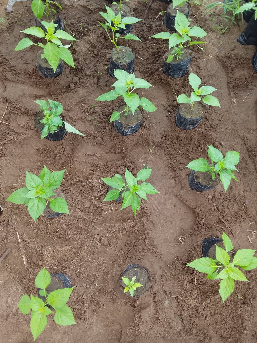 kupal_robinson's tweet photo. Light is the #1 resource your seedlings are competing for. If they're stretching tall and thin, they need more light immediately. Move them closer to light source https://t.co/8wf0zhdCdF