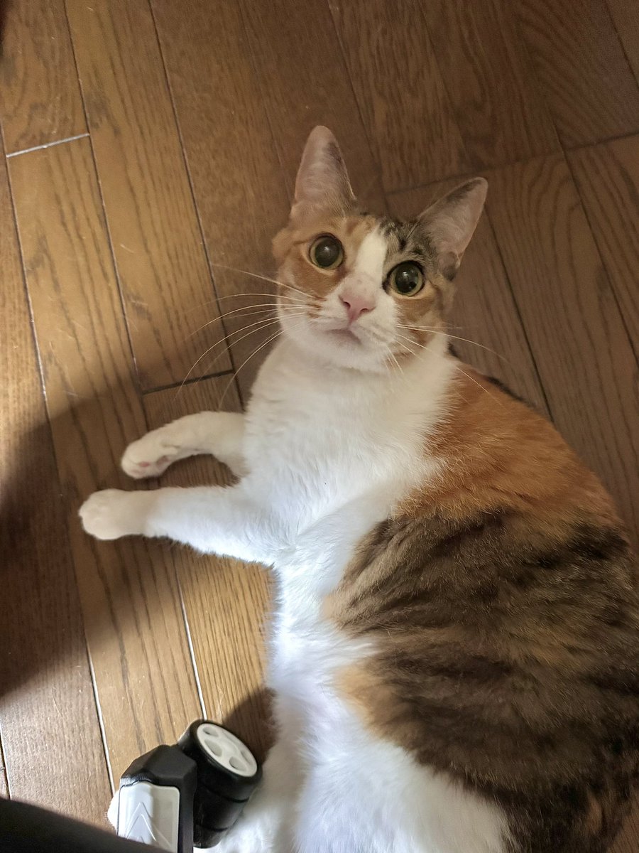 2oniTomo's tweet photo. 7月になりましたね✨
今月も楽しい月になりますように☺️

そしてオプチャが新しくなりました✨
誰でも自由に入れます！TikTokのアカウント名、無い場合は各自のSNS名で入室お願いします🙇‍♀️

https://t.co/1Cc50jjwYz

（前のも思い出があるのでそのまま残してます） https://t.co/5gKvYmYbDF