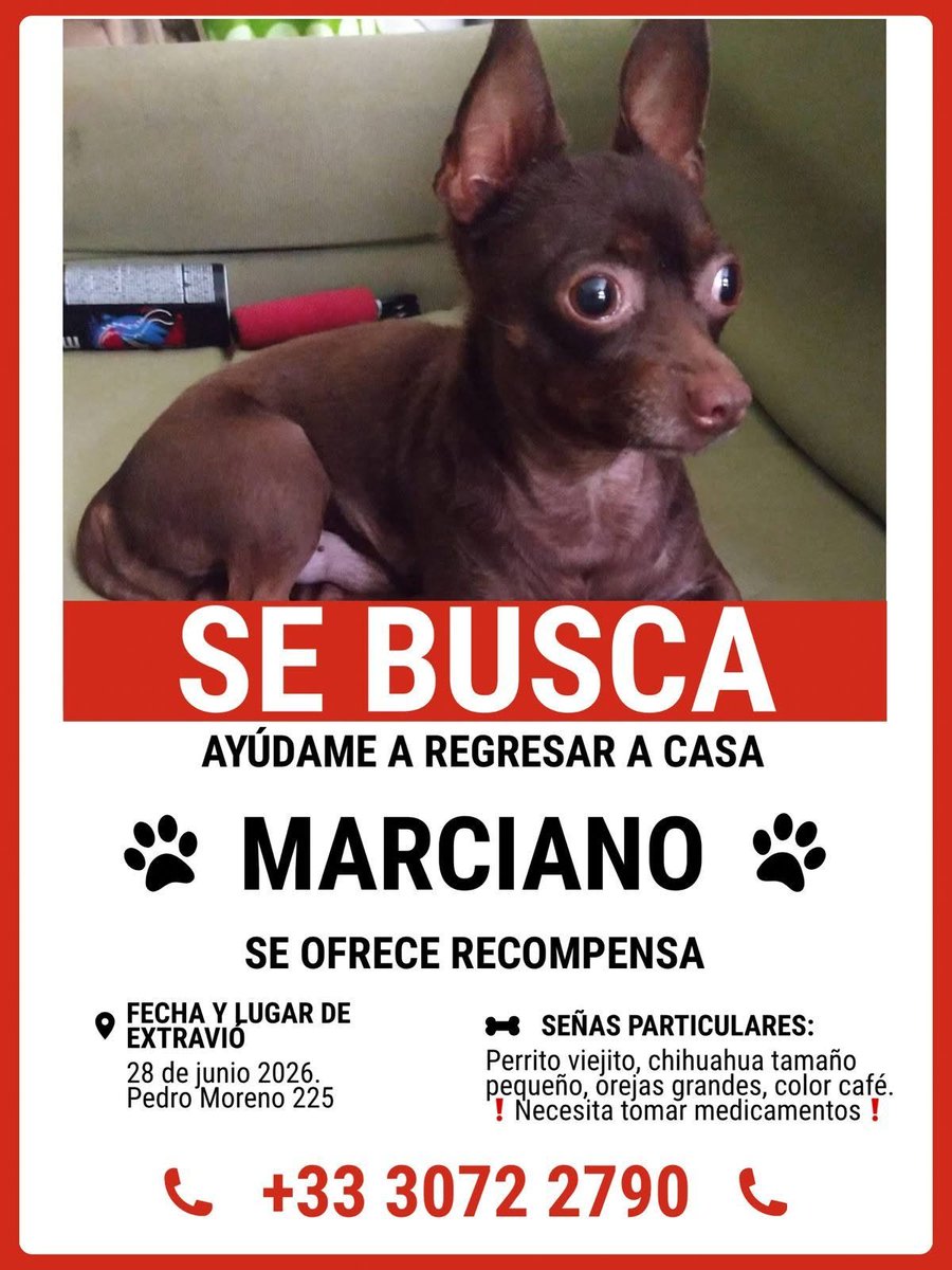 itzynyan's tweet photo. #sebusca #viral #dogs #comparte #perdidos #extraviados #gdl #Guadalajara #Zapopan #Jalisco #serviciosocial https://t.co/jTu11MDw1c