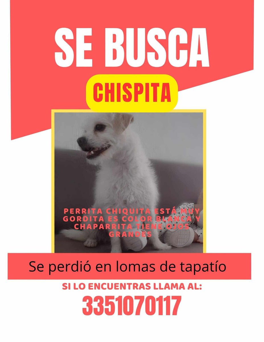 itzynyan's tweet photo. #sebusca #viral #dogs #comparte #perdidos #extraviados #gdl #Guadalajara #Zapopan #Jalisco #serviciosocial https://t.co/jTu11MDw1c