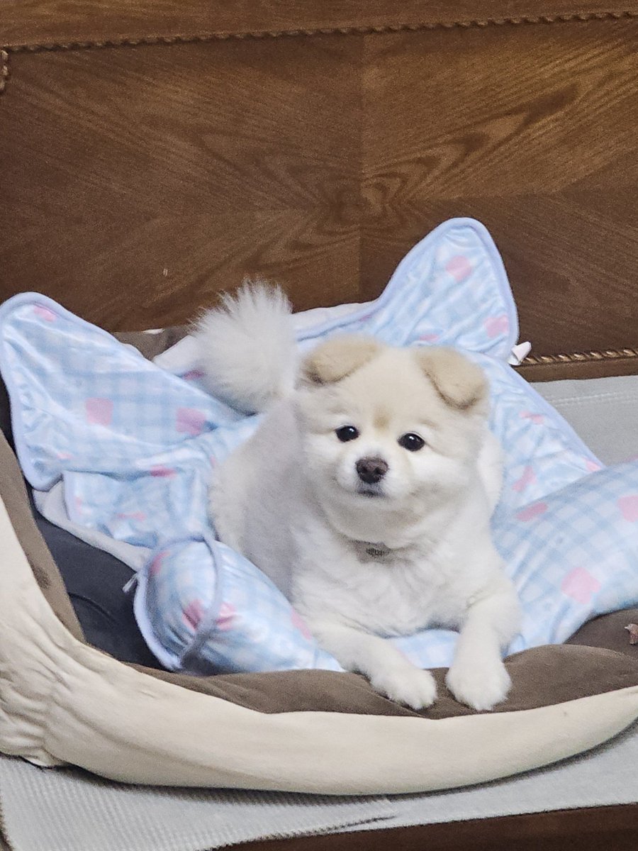 SSALBAB_RICEMI's tweet photo. 비와서 졸류 https://t.co/23F1ze1A1t