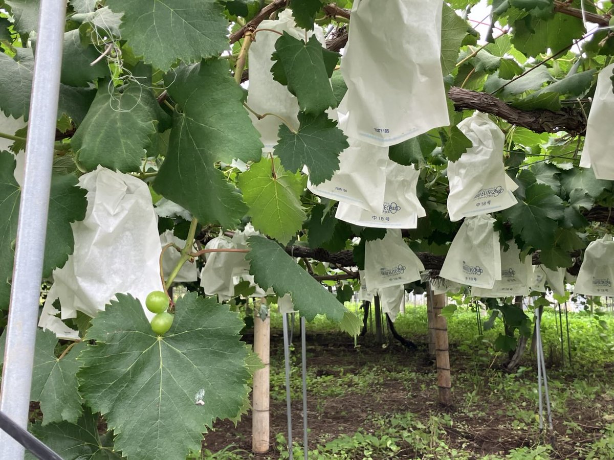 ASNOVA_Kuma's tweet photo. お疲れ様です☁️

エリア長が見つけた、ぶどうと赤い鳥🦩🍇
この鳥本物か偽物どっちに見えるか
ぜひ直感で皆さん教えてください👀（笑）

7月も頑張って行きましょう👷🏻✊🏻
#企業公式がお疲れ様を言い合う
#企業公式相互フォロー
#足場 https://t.co/X4TOPF3Zmb