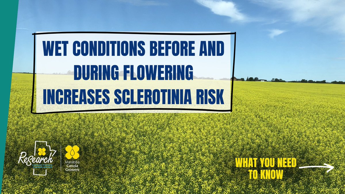 ManitobaCanola's tweet photo. Sclerotinia can cause major yield loss to canola. Applying fungicides correctly is the best way to maximize protection and economic return. https://t.co/MVipQ98lgp