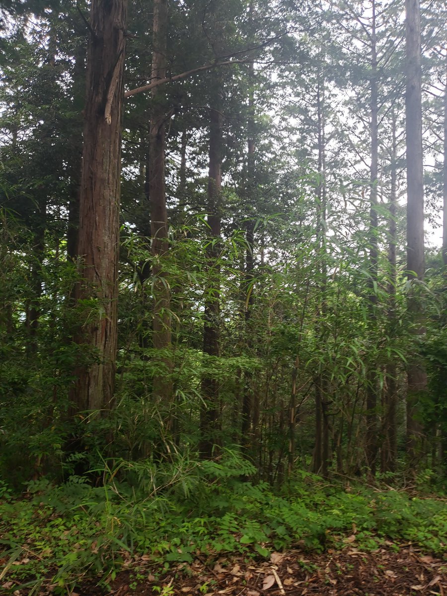 perori_y's tweet photo. いんざ森 https://t.co/LRgjcnseyc