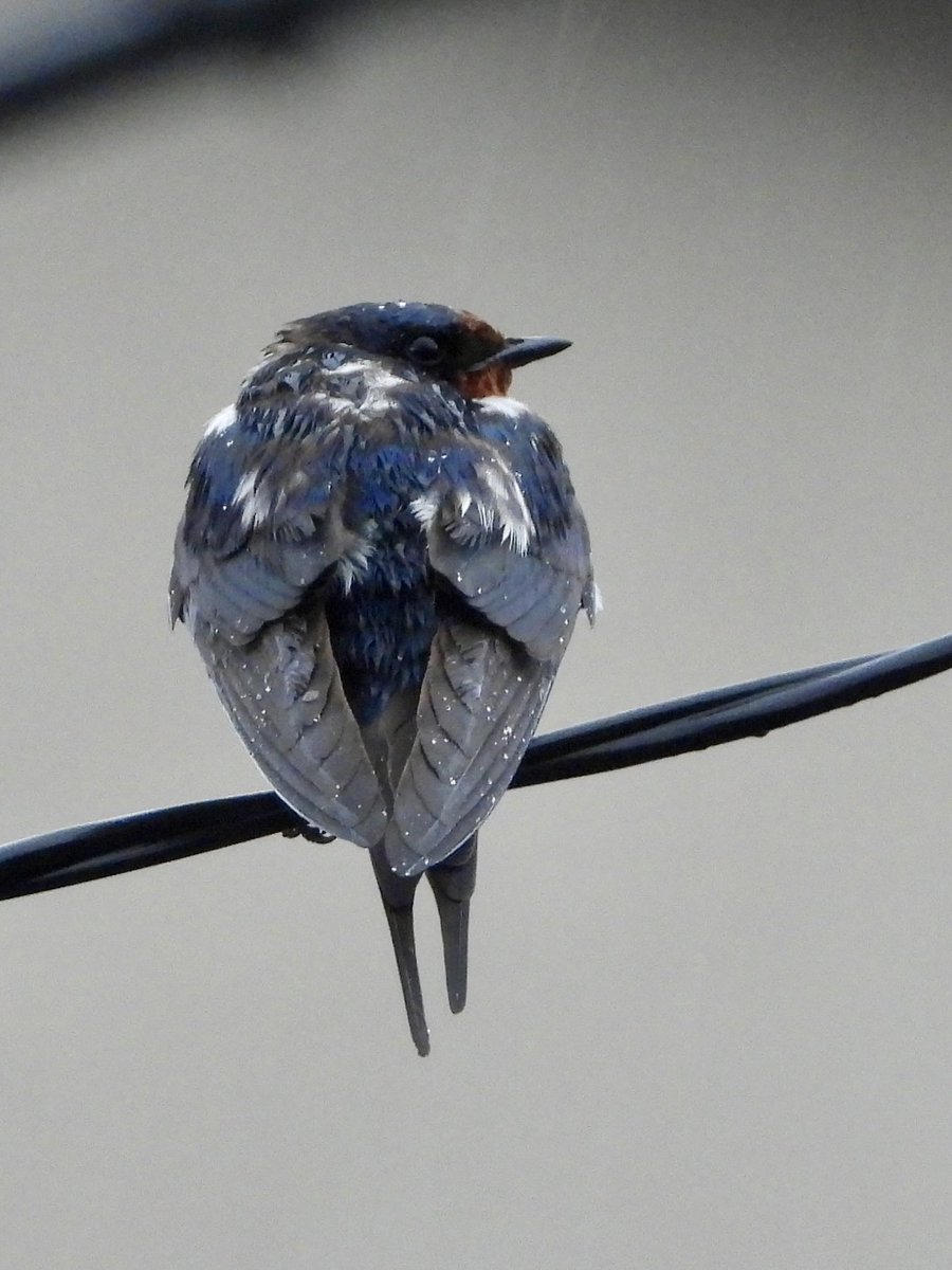 charidas1's tweet photo. ツバメはん「土砂降りやで☔️」@近くの電線(^^)  2026/7/1  14:29
#野鳥
#ツバメ
#coolpixp1000 https://t.co/aM494FXoiI