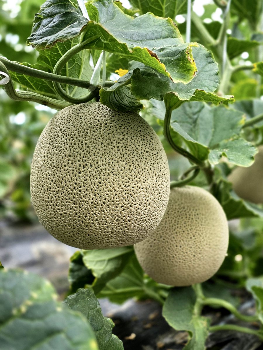 Chail_12's tweet photo. 🍈RT해주시면 추첨한분께 제 노동 몫의 엄청 실한 멜론한박스 드립니다.🍈
안녕하세요~ 올해 멜론 5일에 땁니다.
비가 안 와서 멜론 작년보다 더 맛있어요~ 오늘까지 기존단골 주문받고 내일 하루 ���은수량 일반주문 + 수확일 추가물량 대기인원을 모집합니다😄
https://t.co/tONVQlquHJ https://t.co/gmzRJ5Cwxc