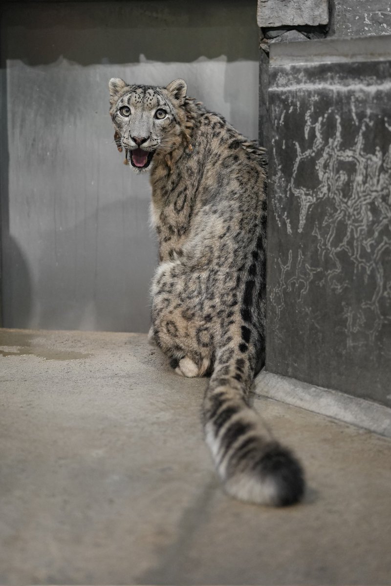 ユキヒョウ