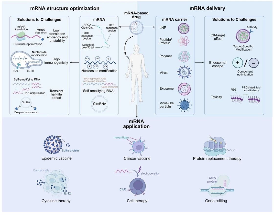 CASTScholar's tweet photo. A panoramic view and future challenges of mRNA therapy. https://t.co/JnwIfsxrNB https://t.co/brePL8DN2f
