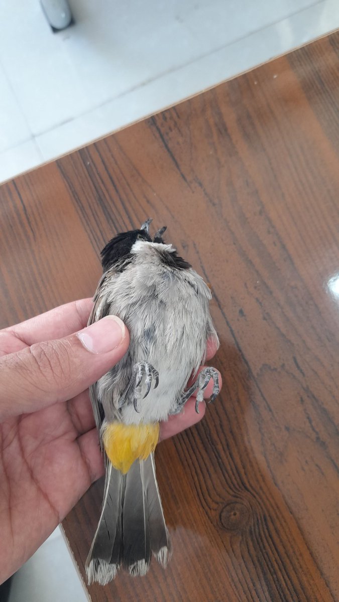 زیوش tweet media