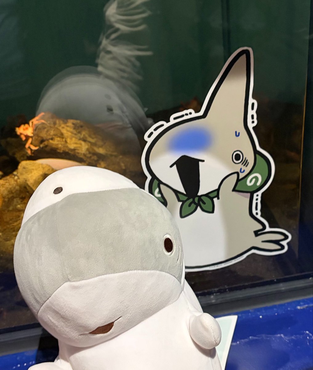 sihtniry's tweet photo. 二年前からずっと行きたいと思ってた水族館に来ました🦈
#子ザメとまいにち https://t.co/iFlL2fChQ8