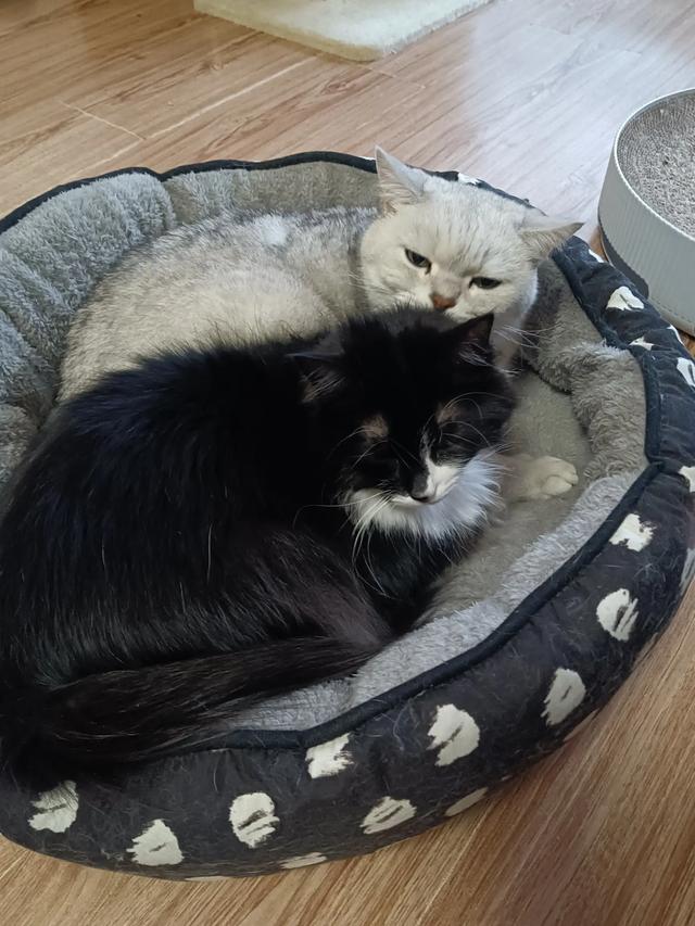 sook1218's tweet photo. My senior cat, Mr. Whiskers, curled up on my lap while I worked today. Nothing beats quiet, warm pet company to make a stressful weekday feel okay.  #PetLove https://t.co/XsBb4C5ehY