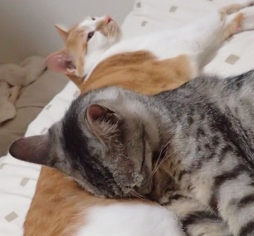 chikachan32's tweet photo. お兄ちゃん🐱「はぁー……😮‍💨」

次男猫🐈‍⬛ ͗「…………( ˘ω˘ ) ｽﾔｧ…」

私「お兄ちゃん、優しいなぁ……✨それに比べて君はお兄ちゃんのこと枕にして……ナメてませんかね❓」

 #猫
 #多頭飼い猫
 #猫の猫吸い https://t.co/B6zoK5z2bo