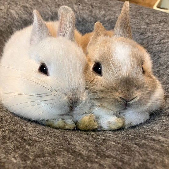 cuteeeniii's tweet photo. 내눈엔 
 
                                                                그냥이렇게보임 https://t.co/uoyTQoY0hP