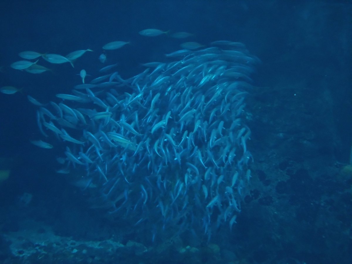 halu_moshroca's tweet photo. 海物語の3と8はいた
あと魚群 https://t.co/QKYRpBIgrs