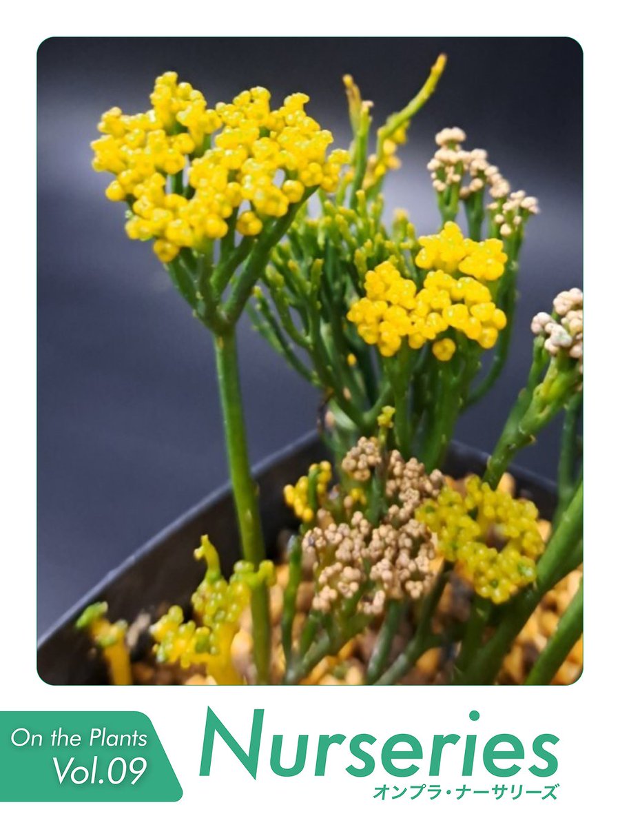 On_the_Plants's tweet photo. 🌟On the Plants Vol.09 出店者のご紹介🌟

【オンプラNurseries】
喜晴園
@kiharuen

【出展者からのコメント】
愛知県で古典園芸植物を生産、販売している喜晴園です。古典園芸植物を是非見ていってください。

━━━━━━━━━━━━━━━━━━━━
🌟あなたの「好き」がきっと見つかる🌟
植物🌱
爬虫類・昆虫🦎
アートクリエイター作品🔨

2016年より続くOn the Plants（オンプラ）は、
「植物（園芸家）」
「爬虫類・昆虫などの生体（ブリーダー）」
「ハンドメイド作品（クリエイター）」
が集まる九州最大級の複合展示販売イベントです。

育てる世界。
共に生きる世界。
表現する世界。
そして、新しい発見と出会う世界。
ジャンルを越えて、好きが交差する2日間。

あなたの世界を広げるオンプラを、
ぜひ会場でお楽しみください✨
見るだけでも楽しく、話を聞くだけでも面白い。
はじめての方からコアなファンまで
楽しめる2日間です🤩

On the Plants（オンプラ）Vol.09
📅2026年10月3日（土）～10月4日（日）
📍福岡アイランドシティフォーラムにて開催🎉
入場料：
大人 1,000円
中高生 500円
小学生以下 無料
🅿️1,000台以上あり

最新情報はInstagram・X・WEBで随時更新中。
フォローしてチェックしてください🙌

公式Instagram： https://t.co/SybxWsn4Pp
公式X（Twitter）： @On_the_Plants
公式WEBサイトプロフィールリンクより