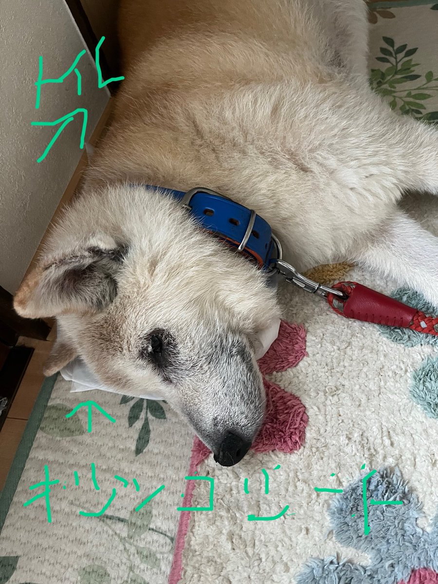 Ikchan8K's tweet photo. 僕も我慢するのでお母たんも我慢してください https://t.co/NKHktuOHel