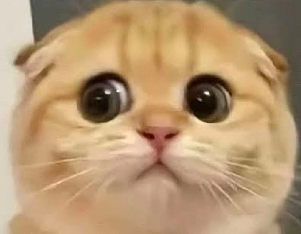 Gato de Soro$ Mundialista tweet media