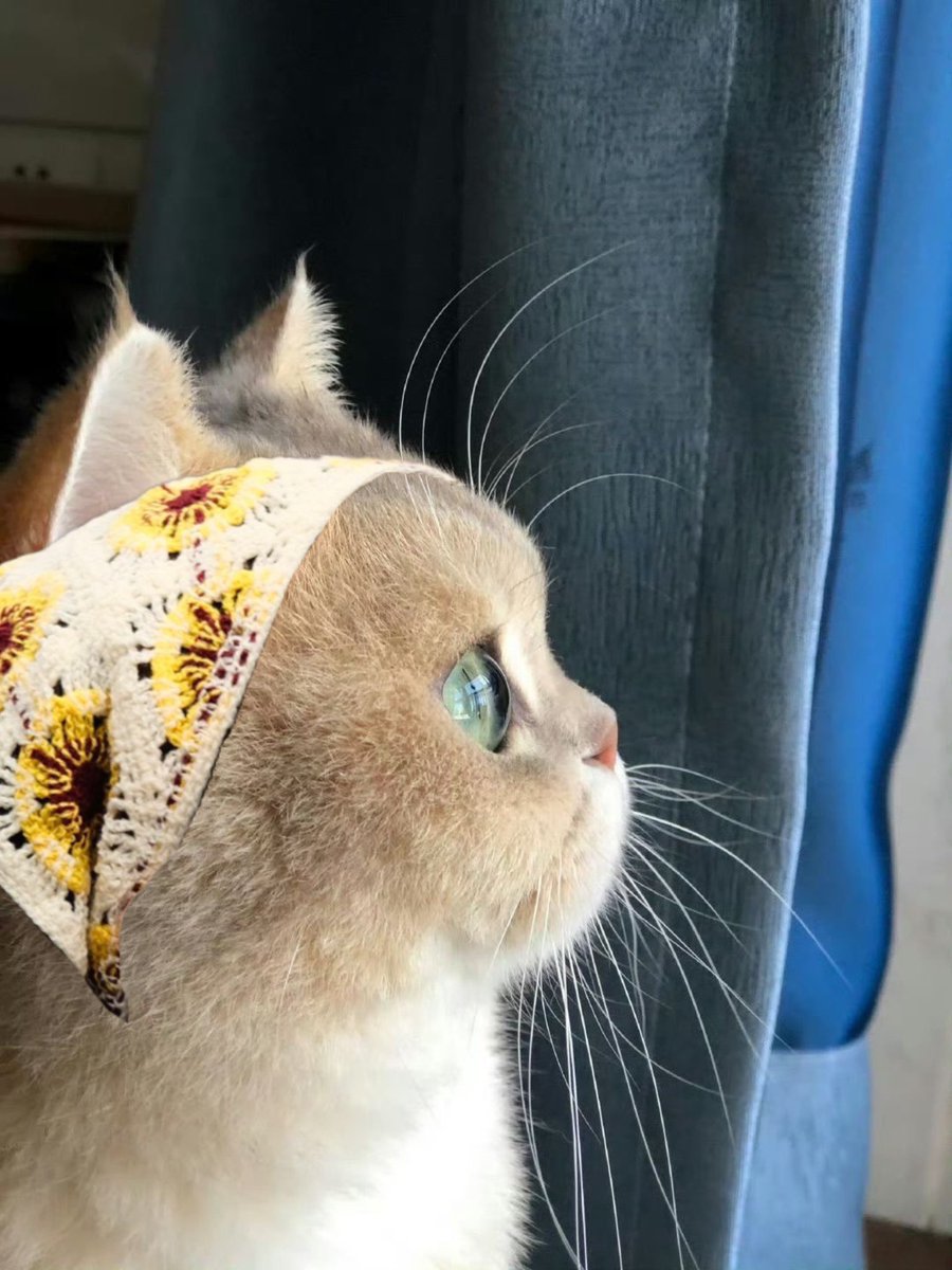 findmetothetoon's tweet photo. 🐱 (🥺) https://t.co/SuY3hL1xKP