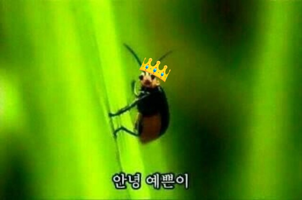 Lapis_Lazeli10's tweet photo. #겹친소 #블루레이디_트친소 #블루레이디

요즘 트친소 태그에 이상한 계정이 많아서 아예 겹친소로 돌려버립니드!!!!
신입 새싹 레이디도 환영💕

계정컨셉: 아무말+일상+공부

특징: 귀엽고, 사랑스러우며, 고트한 여자(성인)임 멘션도 열심히 달음

주의사항: 알티 많으니 알티알림 뮤트 추천🫶 https://t.co/DfGy1Y4bsv